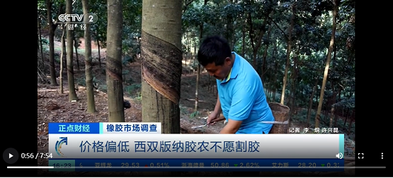 價(jià)格偏低，西雙版納膠農(nóng)不愿割膠