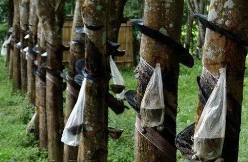 ANRPC預計2021年全球天然膠產(chǎn)量1388萬噸