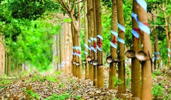 印度2022財(cái)年的天膠產(chǎn)量或無(wú)法達(dá)到目標(biāo) 印度2022財(cái)年的天膠產(chǎn)量或無(wú)法達(dá)到目標(biāo)