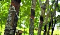 天然橡膠價格將上漲？3月天然橡膠能否擺脫頹勢？