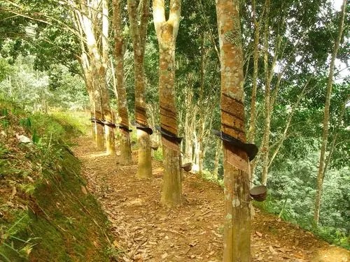 米其林收購(gòu)可持續(xù)橡膠樹種植園的試點(diǎn)項(xiàng)目