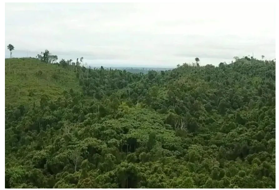 在米其林及其印尼合作伙伴參與之前，這片土地和森林遭受了嚴(yán)重的破壞和亂砍亂伐。