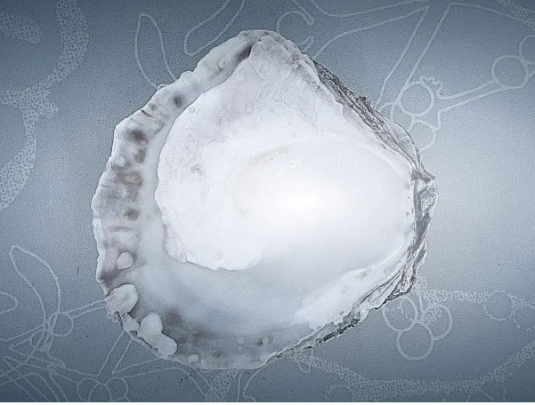 牡蠣殼制成的生物基填料代替炭黑？