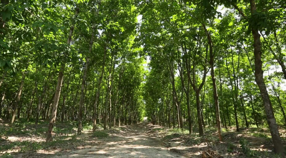 不過，中化國際近年來不斷聚焦以化工新材料為核心的精細化工主業(yè)，今年年中，橡膠業(yè)務占到中化國際整體營收的18.96%。