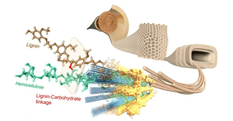 　雙方共同研發(fā)、制備了可用于電動汽車輪胎的纖維素生物基新材料，作為炭黑的可持續(xù)替代品。目前，正在實施推出含有這種填料的輕量化、低滾阻高性能綠色輪胎。