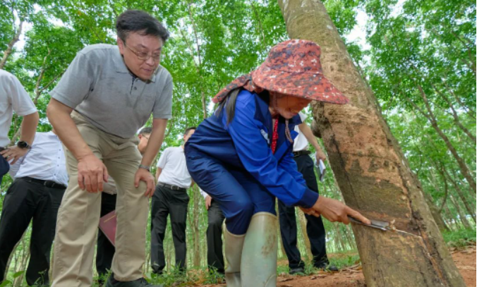 在調(diào)研期間，副省長顧剛也參加了此次活動。整個調(diào)研活動著重探討了海南農(nóng)墾改革和農(nóng)墾高質(zhì)量發(fā)展的問題，為推動海南天然橡膠產(chǎn)業(yè)的發(fā)展提供了重要的指導(dǎo)和決策參考。