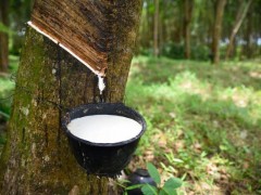 印度橡膠委員會出手，力求穩(wěn)定市場價格