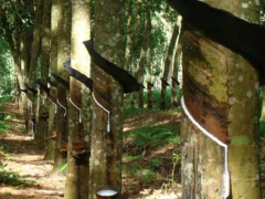 泰國橡膠業(yè)調(diào)整開割季，膠農(nóng)盼零關(guān)稅合作促發(fā)展